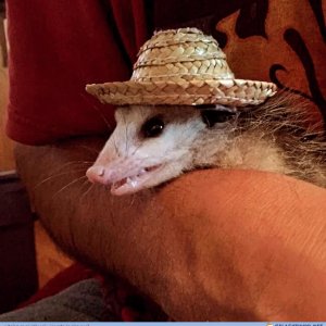 Olé Muchacho