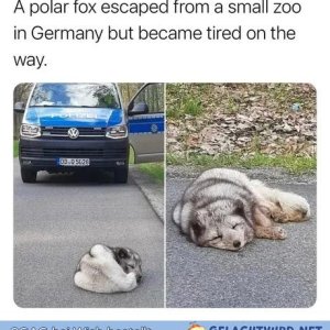 Aaaww