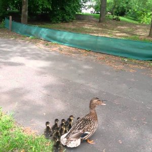 Warum ging die Ente über die Straße?