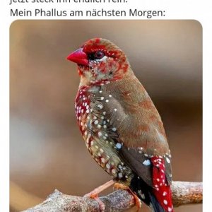 Ekliger Vogel vom vögeln