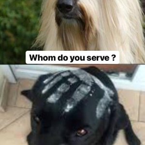 Sauruman der Doberman