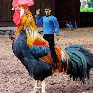 After 'elf on a shelf', get ready for...