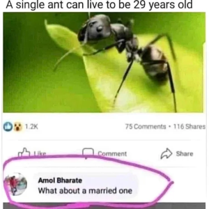 XD