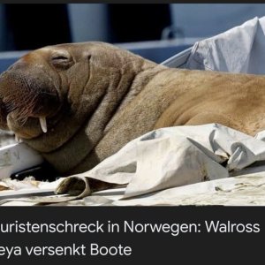 Fremdenfeindliches Norwegen