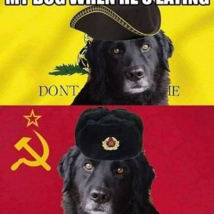 Schmusiger Hund