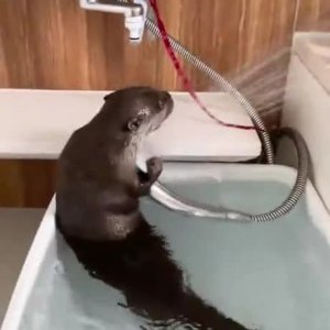 Otten frechen herum