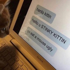 Armes Miezekätzchen wird gemobbt.