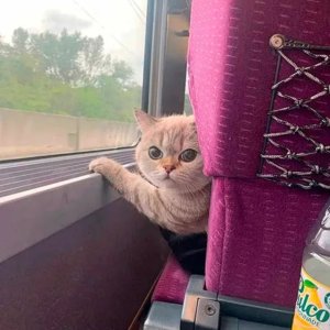 Brauchst 'n Passbild?