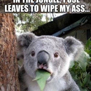 Waff?!