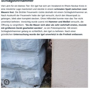Rüdi macht Sachen
