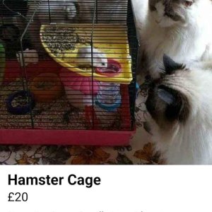 Hamster hält inzwischen Winterschlaf