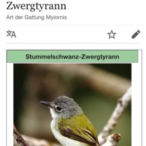 bird