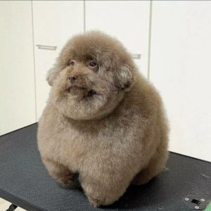 Isser dik?