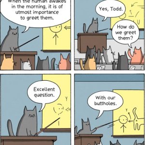 Katzen grüßen a wenig