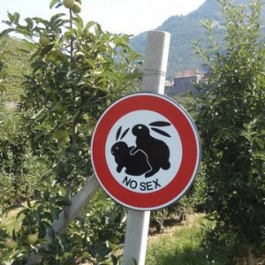 Arme Häschen :(