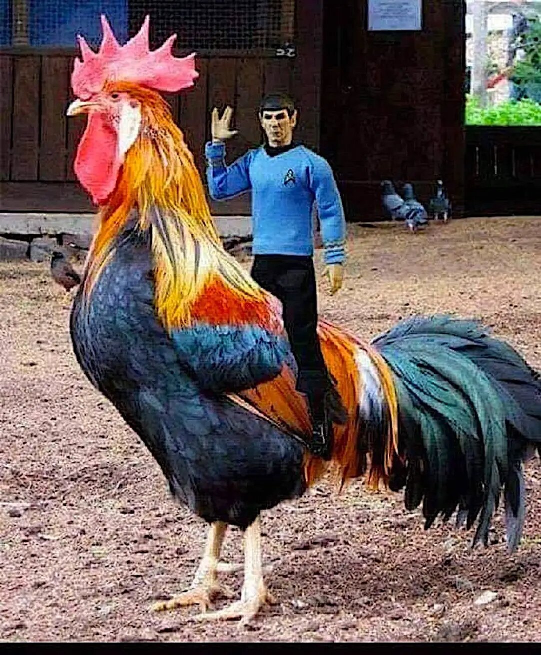After 'elf on a shelf', get ready for...