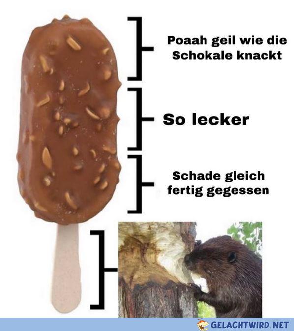 Bóbr