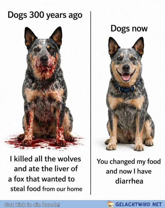 Doggo pls