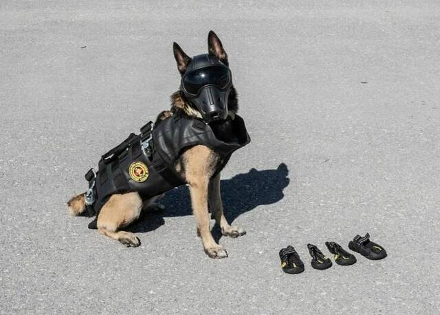 Hände hoch! Wuff!