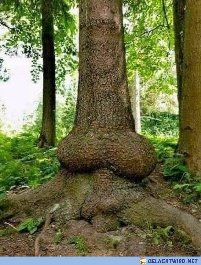 lol der Stamm