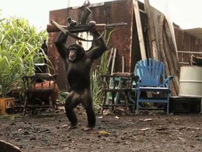 Obacht Affe mit Waffe