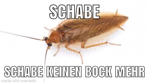 Oh wie Schabe