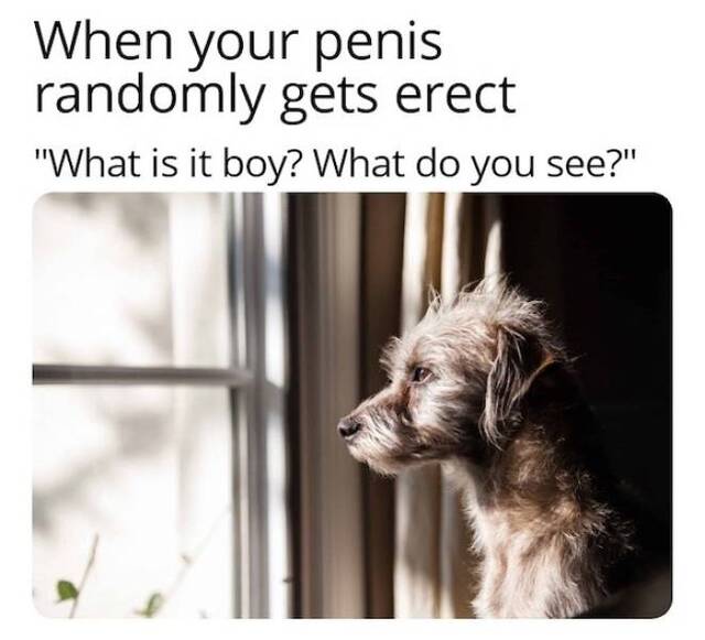 XD