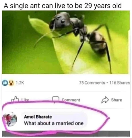 XD
